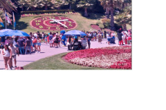 A-hires-viragora-VinaDelMar-ban