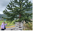 Fiatal-delfenyo-araukaria-fa-P.Chacabucoban